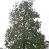 Alnus glutinosa (Common alder)