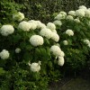 Hydrangea arborescens 'Incrediball' (Hydrangea 'Incrediball')