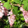 Flowering currant 'Atrorubens' (Ribes sanguineum 'Atrorubens')