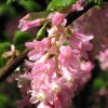 Flowering currant 'Atrorubens' (Ribes sanguineum 'Atrorubens')