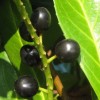 Prunus laurocerasus 'Caucasica'  (Cherry laurel 'Caucasica' )