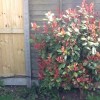 Photinia x fraseri 'Little Red Robin' (Christmas berry 'Little Red Robin')