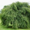 Betula pendula 'Youngii' (Young's weeping birch)