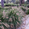 Pennisetum alopecuroides  (Chinese fountain grass)