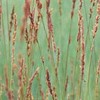 Molinia caerulea subsp caerulea 'Edith Dudszus'