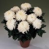Chrysanthemum 'Boulou White'  (Chrysanthemum 'Boulou White' )