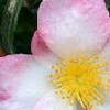Camellia sasanqua 'Versicolor' 