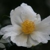 Camellia sasanqua 'Versicolor'  (Camellia 'Versicolor' )
