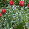 Tulipa 'Red Rover' (Tulip 'Red Rover')