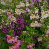 Schizanthus Dr Badgers Hybrids, mixed (Schizanthus Dr Badgers Hybrids, mixed)