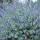 Caryopteris x clandonensis 'Longwood Blue'
