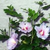 Rose mallow 'Marina' (Hibiscus syriacus 'Marina')