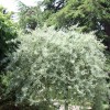 Pyrus salicifolia 'Pendula' (Pendulous willow-leaved pear)