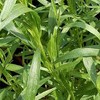 Artemisia dracunculus Russian