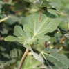 Ficus carica 'Calimyrna' (Fig 'Calimyrna')
