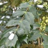 Mahonia japonica (Oregon grape)