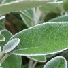 Brachyglottis rotundifolia (Senecio rotundifolia)