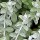 Helichrysum 'Silver Mist'