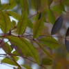 Fraxinus angustifolia 'Raywood' (Claret ash)