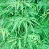 Acer palmatum 'Dissectum' (Japanese maple 'Dissectum')