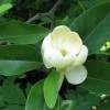 Magnolia virginiana (Sweet bay)