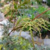Acer palmatum var. dissectum 'Emerald Lace' (Cut-leaved Japanese maple 'Emerald Lace')