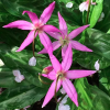 Erythronium revolutum 'Knightshayes Pink' (Mahogany fawn lily 'Knightshayes Pink')