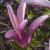 Black lily magnolia (Magnolia liliiflora 'Nigra')
