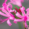 Nerine bowdenii (Bowden-Cornish lily)