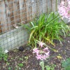Nerine bowdenii (Bowden-Cornish lily)