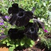 Petunia 'Black Velvet' (Petunia 'Black Velvet')