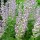 Salvia sclarea var. turkestanica 