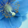 Meconopsis betonicifolia (Blue poppy)