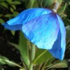 Meconopsis betonicifolia (Himalayan blue poppy)