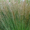 Molinia caerulea subsp. caerulea 'Moorhexe' (Purple moor grass 'Moorhexe')
