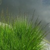 Molinia caerulea subsp. caerulea 'Moorhexe' (Purple moor grass 'Moorhexe')