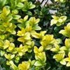 Buxus sempervirens 'Arborescens'