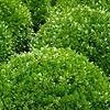 Buxus sempervirens 'Arborescens' (Box 'Arborescens')