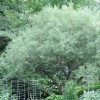 Salix elaeagnos subsp. angustifolia  (Narrow-leaved olive willow)