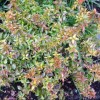 	        Abelia x grandiflora 'Kaleidoscope' (Abelia 'Kaleidoscope')	    