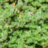 Thymus pseudolanuginosus (Woolly thyme)
