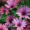 Osteospermum 'Nuanza Copper Purple' (Cape Daisy Series) (African daisy 'Nuanza Copper Purple')