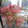 Acer palmatum 'Shirazz' (Japanese maple 'Shirazz' )