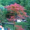 Acer palmatum 'Shirazz' (Japanese maple 'Shirazz'  )