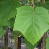 Paulownia tomentosa (Foxglove tree)