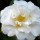 Camellia japonica 'Onetia Holland'