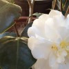 Camellia japonica 'Onetia Holland' (Camellia 'Onetia Holland')