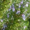 Rosmarinus officinalis 'Sudbury Blue' (Rosemary 'Sudbury Blue')