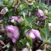 Helleborus x hybridus 'Pink Lady' (Lady Series) (Lenten rose 'Pink Lady' )