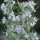 Salvia rosmarinus 'Miss Jessopp's Upright'